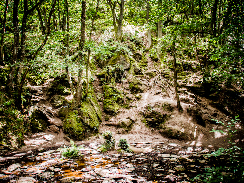 nature-forêt-paysage Let's work Photographie 